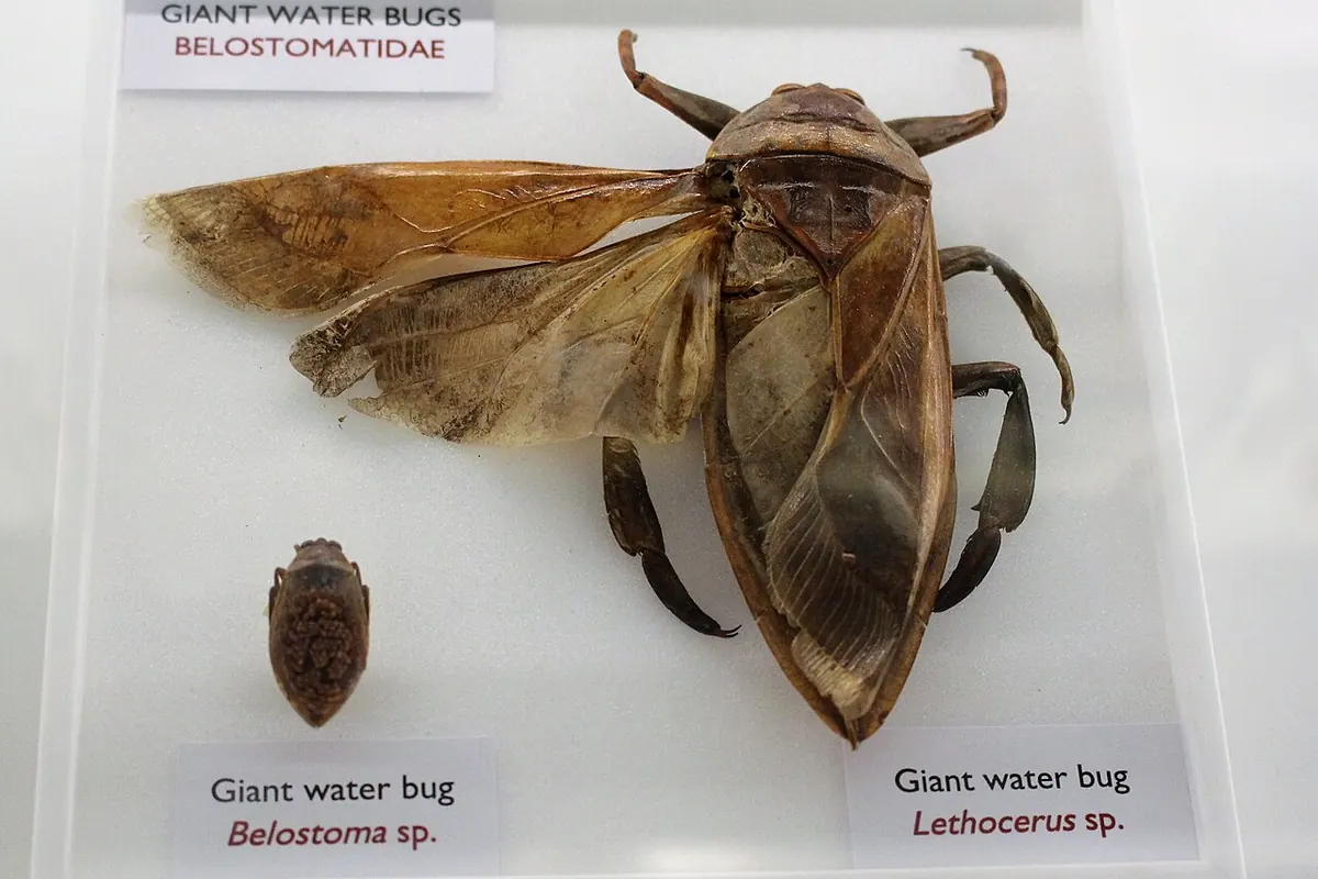 Музеен екземпляр от водни дървеници Belostomatidae