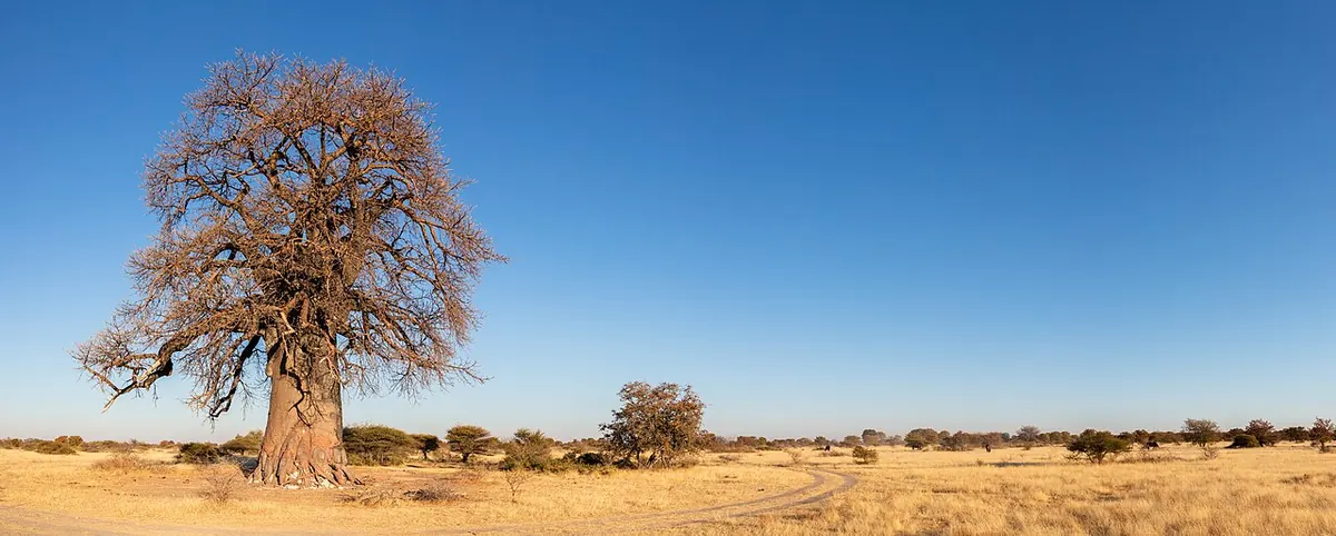 Баобаб в националния парк Макгадикгади, Ботсвана