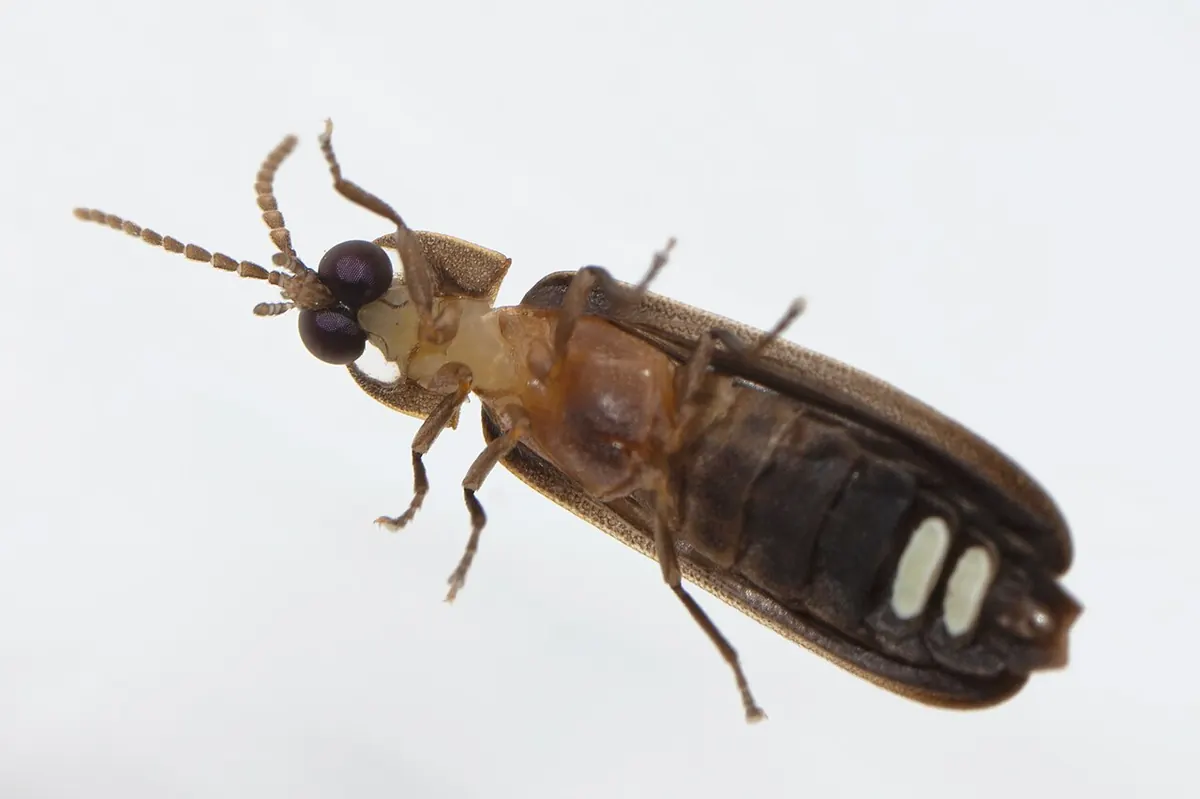 Светулка Phausis reticulata отдолу, със светлинния орган